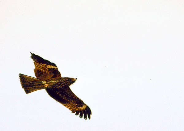 golden_eagle.jpg