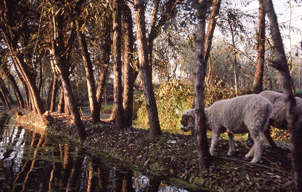 srinigar&lakes_district_1986-14.jpg