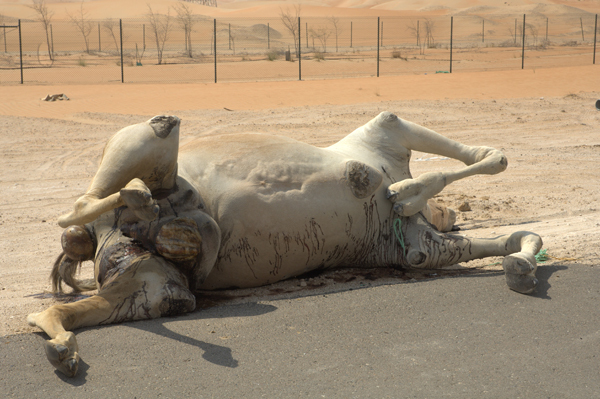 Road Kill -
Abu Dhabi, UAE
(2010) : Wildlife : James Beyer Photography