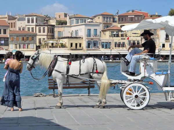A Horse, Of Course -
Chania, Greece (2011) : Wildlife : James Beyer Photography