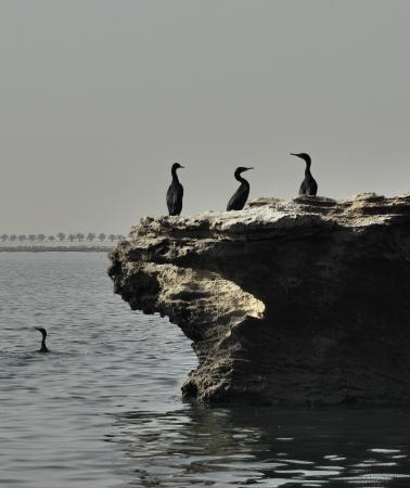 Grebes Decided -
Abu Dhabi, UAE (2012) : Wildlife : James Beyer Photography