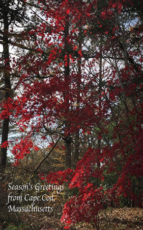 Red Maple - 2021 Holiday Letter : Promotional : James Beyer Photography