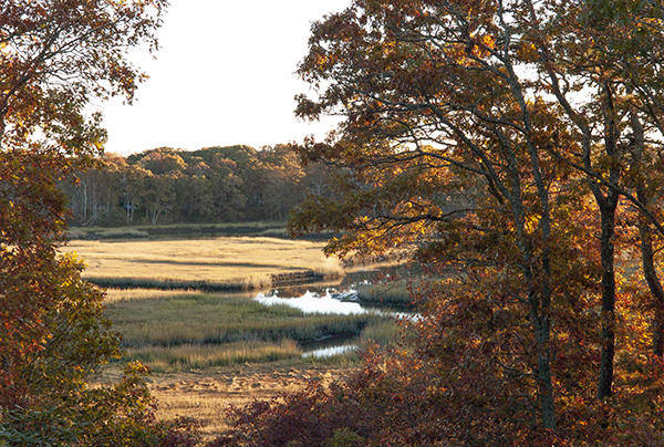 Autumn Gold -
Pocasset, Massachusetts (2022) : Places : James Beyer Photography