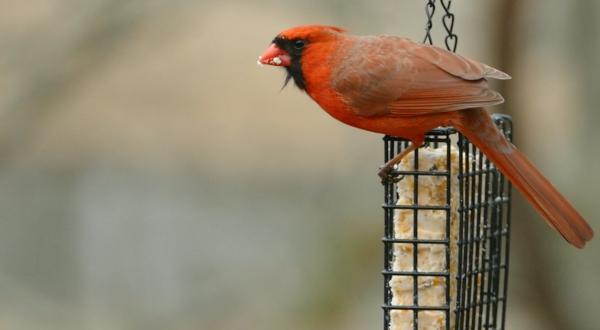 Cardinal Sin -
Pocasset, Massachusetts (2019) : Wildlife : James Beyer Photography