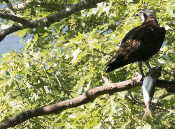 Tooth & Claw -
Pocasset, Massachusetts (2016) : Wildlife : James Beyer Photography