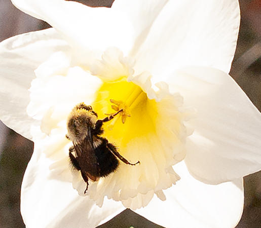 Bee -
Pocasset, MA (2023) : Wildlife : James Beyer Photography