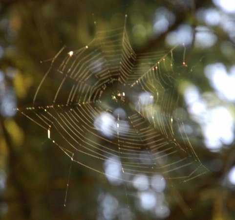 Charlotte's Web -
Sitka, Alaska (2007) : Wildlife : James Beyer Photography