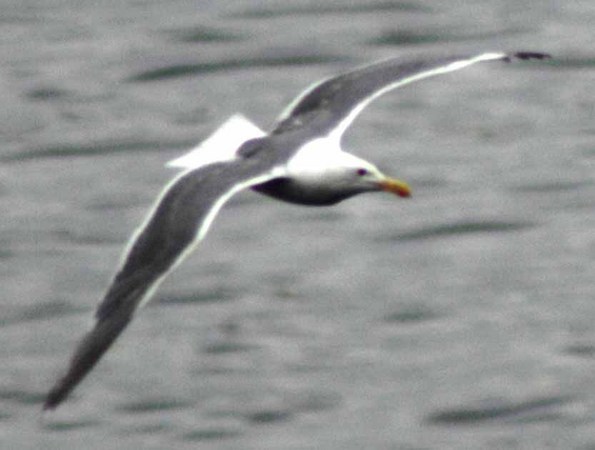 Gull 1 -
Victoria, British Columbia (2007) : Wildlife : James Beyer Photography