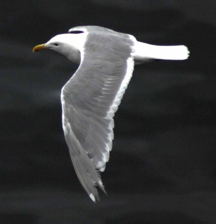 Gull 3 -
Victoria, British Columbia (2007) : Wildlife : James Beyer Photography