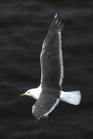 Gull 2 -
Victoria, British Columbia (2007) : Wildlife : James Beyer Photography