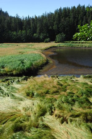 Tidal Inlet -
Sitka, Alaska (2007) : Nature : James Beyer Photography