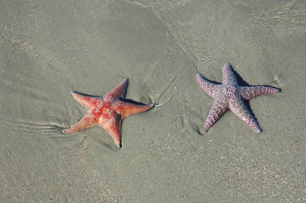 Starfish -
Juneau, Alaska (2007) : Wildlife : James Beyer Photography