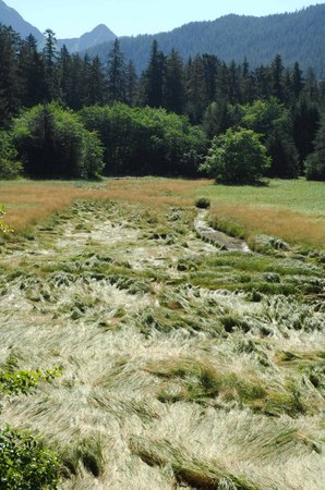 Seagrass -
Sitka, Alaska (2007) : Nature : James Beyer Photography