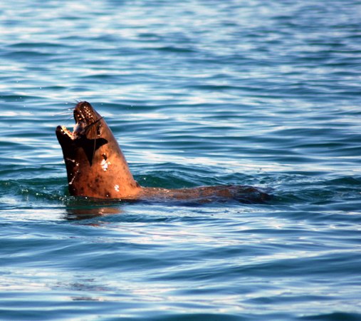 Sea Lion -
Juneau, Alaska (2007) : Wildlife : James Beyer Photography