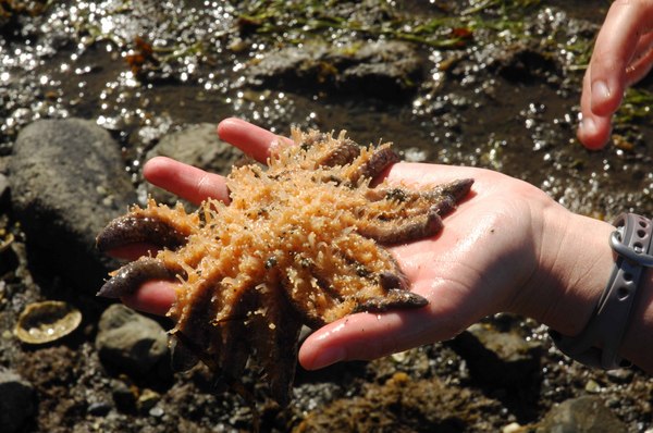 Jellyhand - 
Sitka, Alaska (2008) : Nature : James Beyer Photography