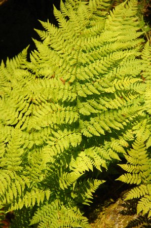 Ferns 2 -
Juneau, Alaska (2007) : Nature : James Beyer Photography