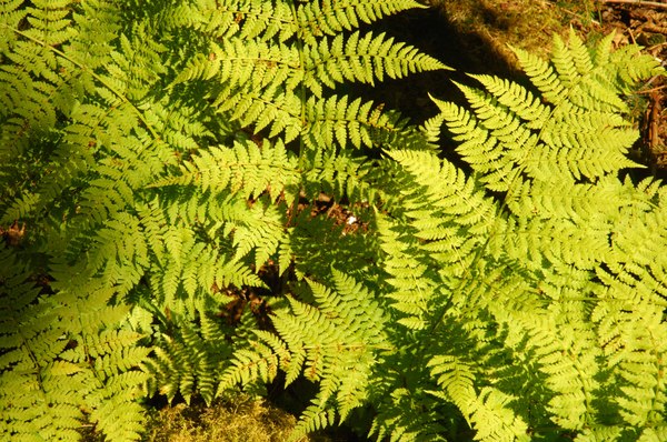 Ferns 1 -
Juneau, Alaska (2007) : Nature : James Beyer Photography