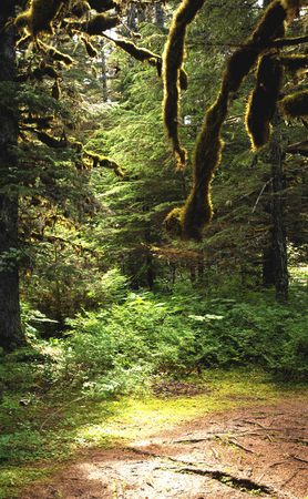 Moss Light -
Ketchikan, Alaska (2008) : Places : James Beyer Photography