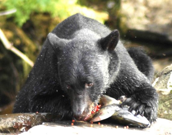 Bear Claw -
Juneau, Alaska (2008) : Wildlife : James Beyer Photography