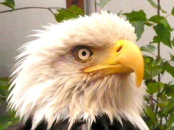 Eagle Eye -
Ketchikan, Alaska (2008) : Wildlife : James Beyer Photography