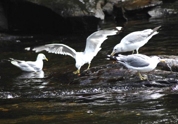 Birds of a Feather -
Juneau, Alaska (2008) : Wildlife : James Beyer Photography