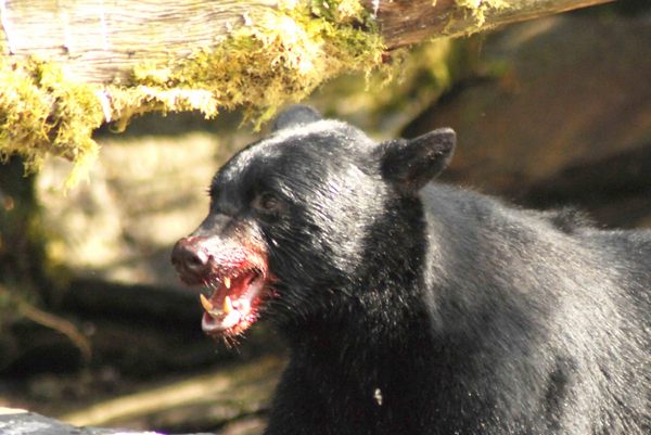 Growwwl -
Juneau, Alaska (2008) : Wildlife : James Beyer Photography