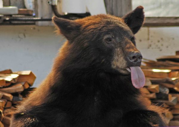 Bear Tongue -
Taku Glacier, Alaska (2008) : Wildlife : James Beyer Photography