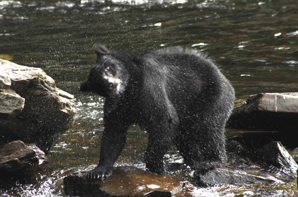 Bear Shaking -
Juneau, Alaska (2008) : Wildlife : James Beyer Photography