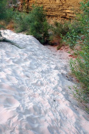 Bighorn Tracks -
Grand Canyon, Arizona (2007) : Nature : James Beyer Photography