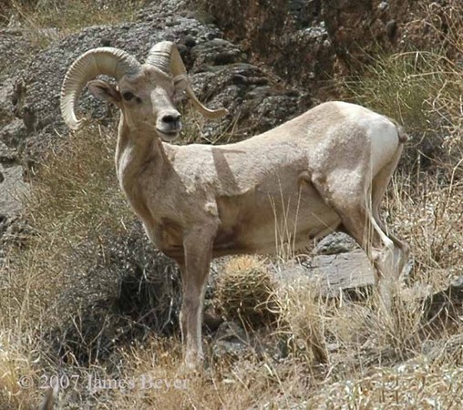 Bighorn Sheep -
Grand Canyon (2007) : Wildlife : James Beyer Photography