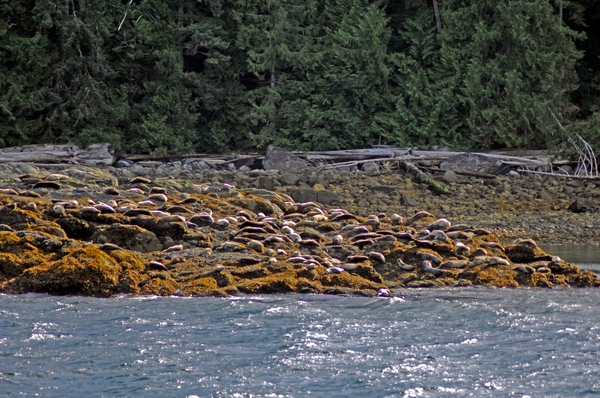 Seal Beach -
Ketchikan, Alaska (2007) : Wildlife : James Beyer Photography