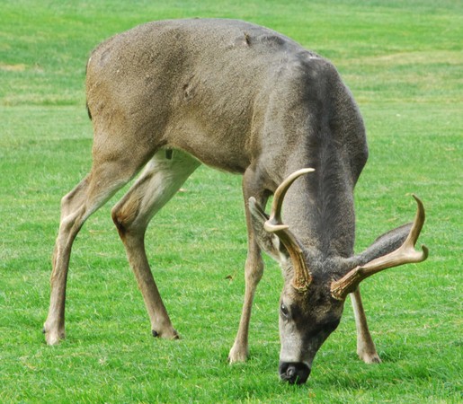 Grazing Buck -
Spyglass Golf Course, California (2007) : Wildlife : James Beyer Photography