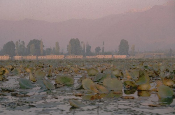 Dal Lake -
Srinigar, India (1986) : Places : James Beyer Photography