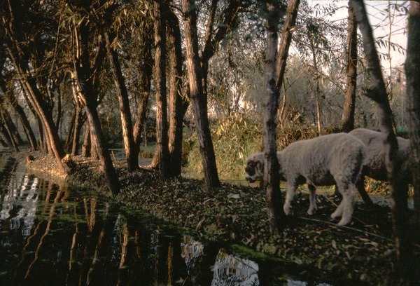 River to Dal Lake -
Srinigar, India (1986) : Places : James Beyer Photography