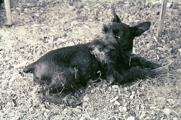 Muffin -
Grand Canyon, Arizona (2003) : Portraits : James Beyer Photography