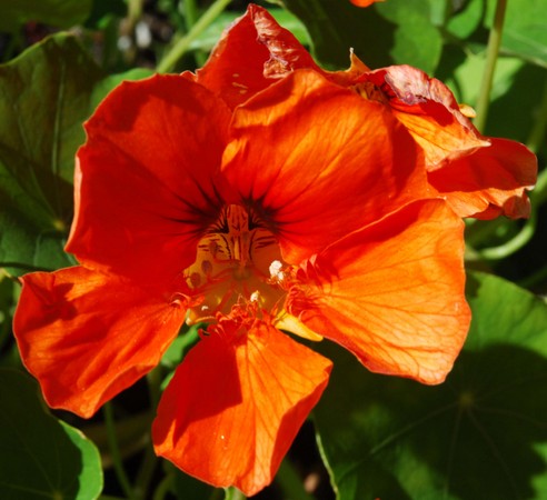 Nastursium -
Sitka, Alaska (2007) : Nature : James Beyer Photography