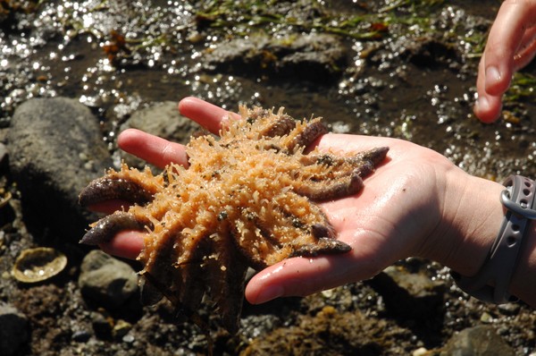 Jellyhand -
Sitka, Alaska (2007) : Wildlife : James Beyer Photography