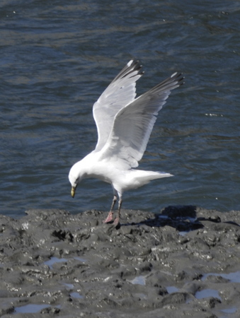 Gull Landing -
Anchorage, Alaska (2008) : Wildlife : James Beyer Photography