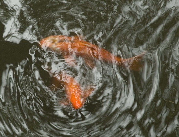 Fisheye -
Shanghai, China (2007) : Wildlife : James Beyer Photography