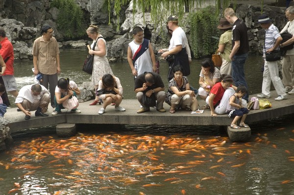 Feeding Frenzy -
Shanghai, China (2007) : Nature : James Beyer Photography