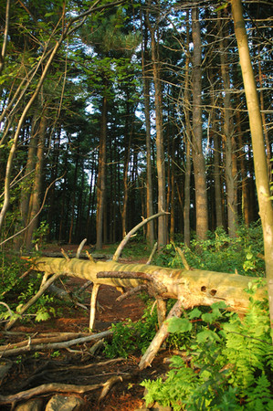 Forest Light -
Winchester, MA (2005) : Nature : James Beyer Photography