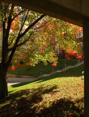 Autumn Hillside -
Cambridge, Massachusetts (2006) : Places : James Beyer Photography