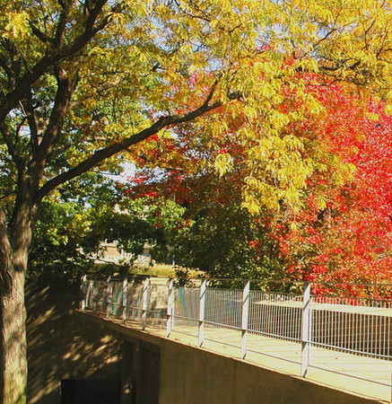 Ramp in Fall -
Cambridge, MA (2006) : Machine In The Garden : James Beyer Photography