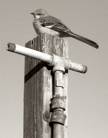 Gull -
Myrtle Beach, SC (2005) : Wildlife : James Beyer Photography