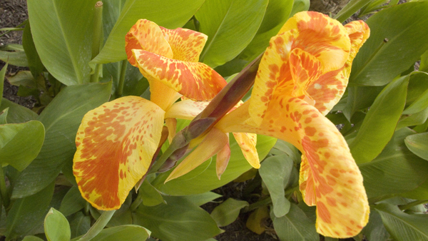 Tiger Lily -
Abu Dhabi, UAE (2009) : Nature : James Beyer Photography