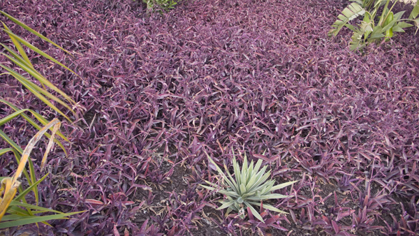 Purple Field -
Abu Dhabi, UAE (2009) : Nature : James Beyer Photography