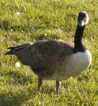 What's Good for the Goose -
New York, New York (2009) : Wildlife : James Beyer Photography