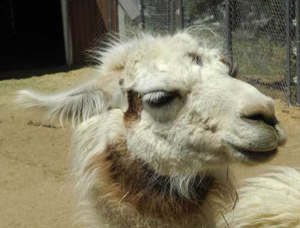 Llama -
Big Bear, California (2008) : Wildlife : James Beyer Photography