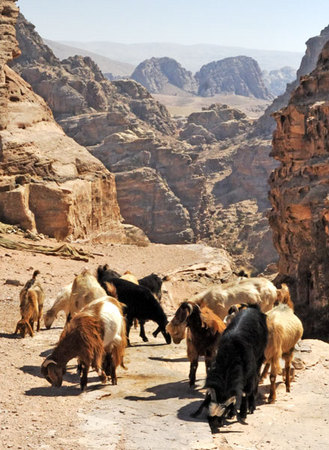 Goats -
Petra, Jordan (2009) : Wildlife : James Beyer Photography