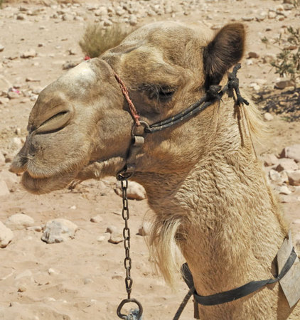 Camel Eye -
Petra, Jordan (2009) : Wildlife : James Beyer Photography